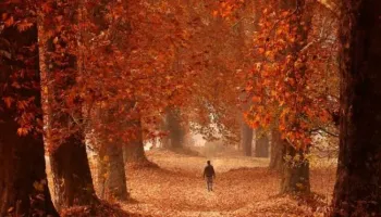 Kashmir Autumn Carnival Tour - Srinagar,Gulmarg,Pahalgam, Kashmir Autumn Carnival Tour - Srinagar,Gulmarg,Pahalgam, Image