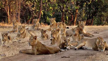 Wildlife & Beach Tour - Sasan Gir Forest - Diu Beaches Image